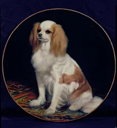 King Charles Spaniel
